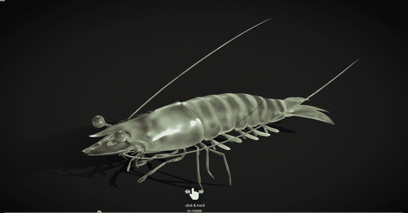 Panaeus Kerathurus – Mediterranean Shrimp