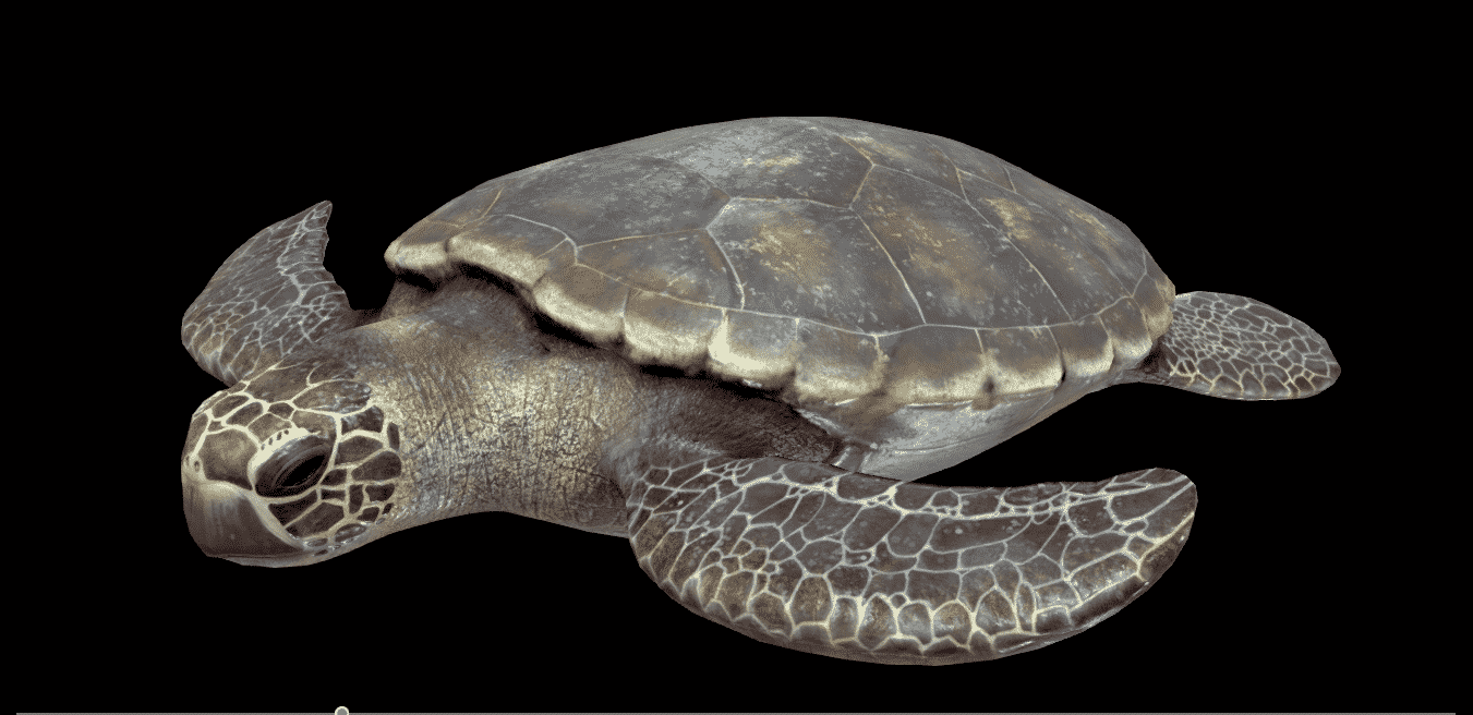 Karetta Karetta (loggerhead) sea turtle