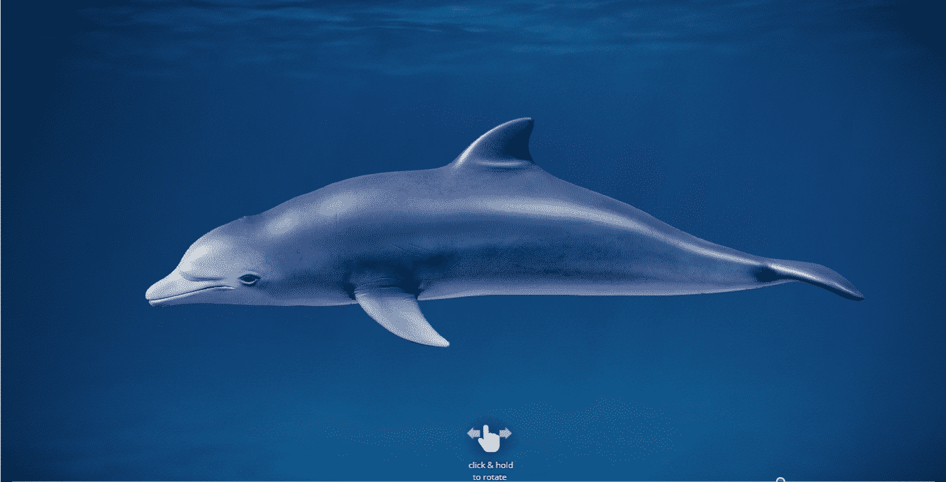 Grey Dolphin