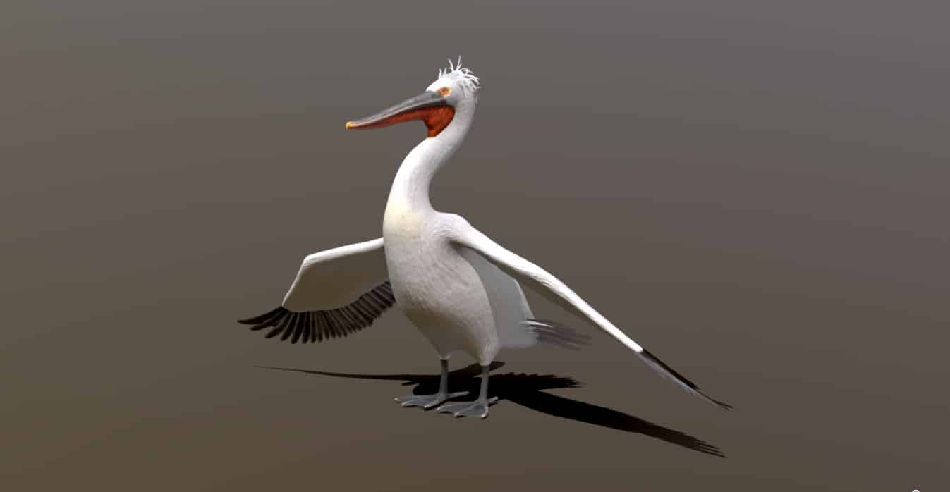 Dalmatian or Silver Pelican (Pelecanus crispus)