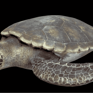 Karetta Karetta (loggerhead) sea turtle